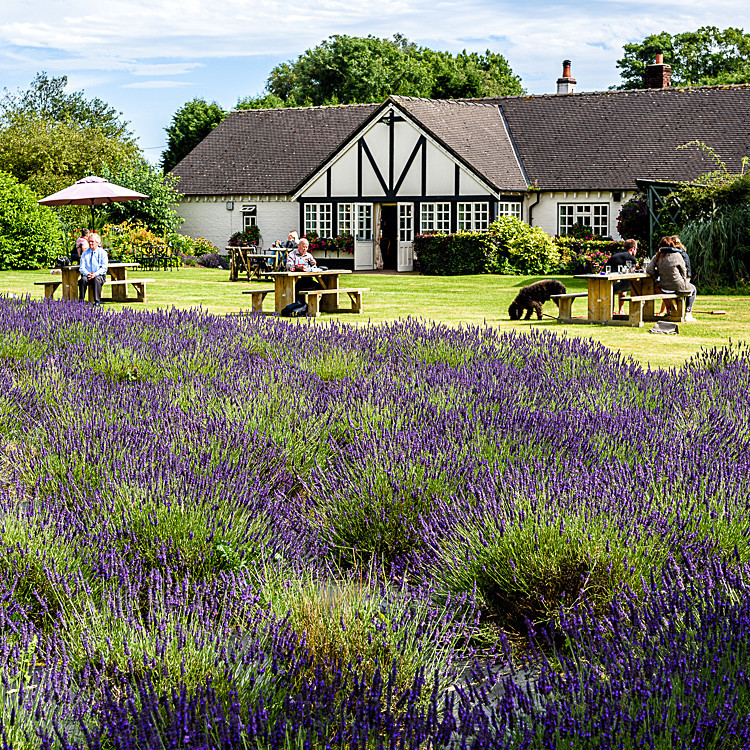 Lavender fields at the Swettenham Arms