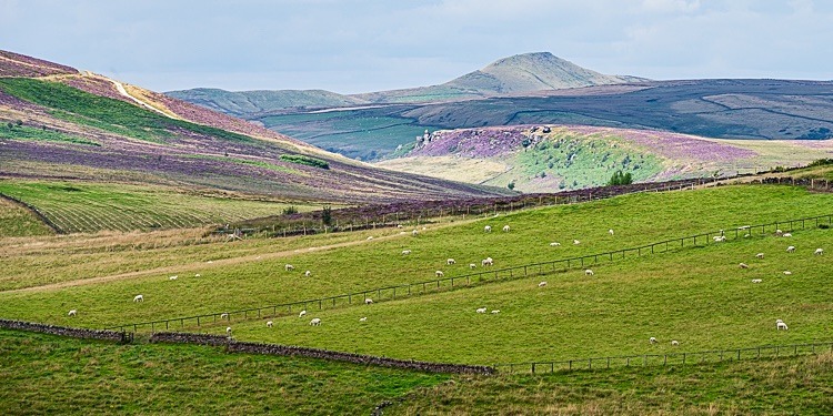 Heather beneath Shutlingsloe (1) - Shutlingsloe
