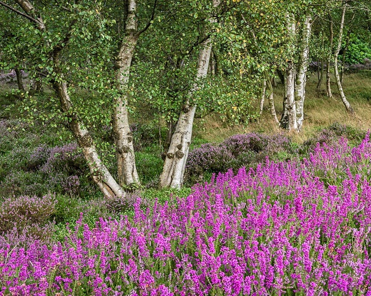 Heather on Stanton Moor - Peak District