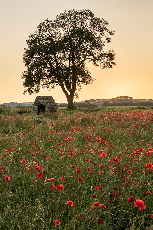 Poppy field near Hassop (4) - Peak District