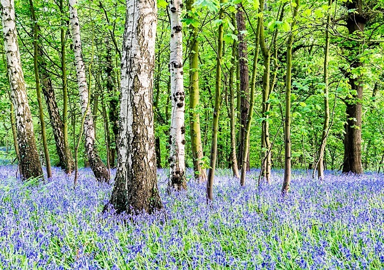 Bluebells in Adlington - Cheshire Countryside
