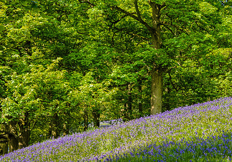 Bluebell Wood, Pott Shrigley, Cheshire (4) - Other Cheshire Locations