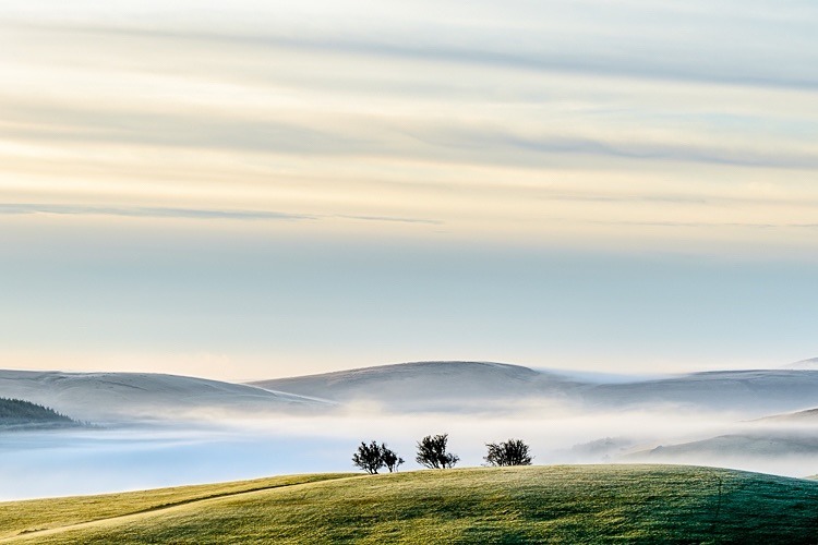 Three trees, Wildboarclough - Around Macclesfield Forest