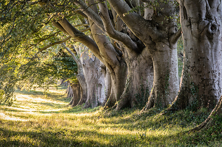 Beech Avenue, Kingston Lacey (1) - Dorset