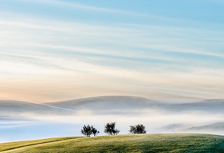 Three trees near Wildboarclough - Macclesfield Countryside