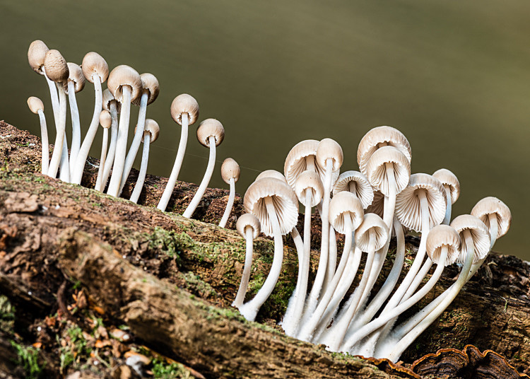 Mycena, New Forest - Dorset