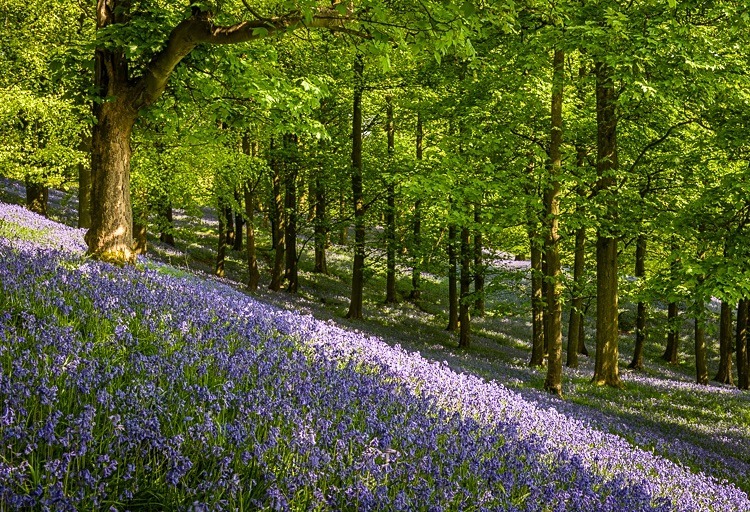 Bluebells near Pott Shrigley (1) - Macclesfield Countryside