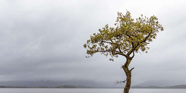 Lone tree, Milarrochy Bay - Loch Lomond and The Trossachs
