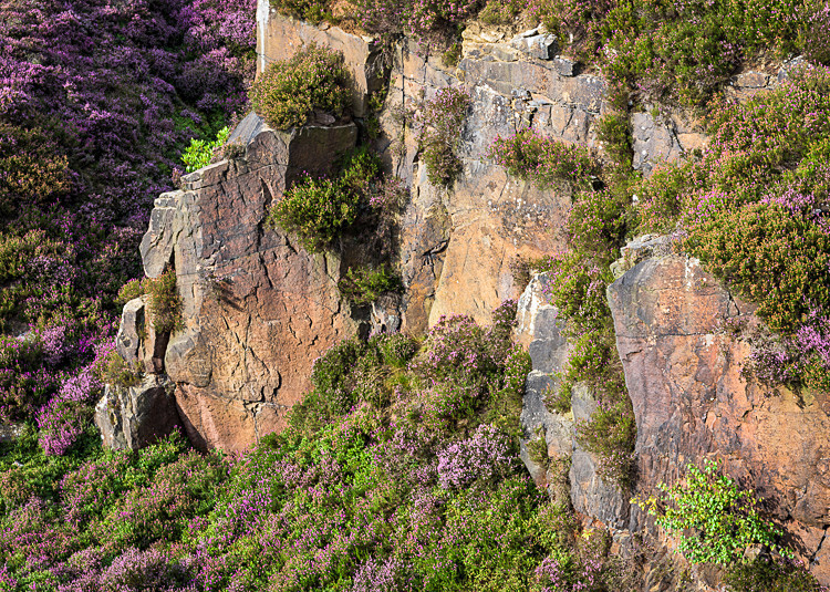 Heather, Stanton Moor (5) - Alport and Stanton Moor