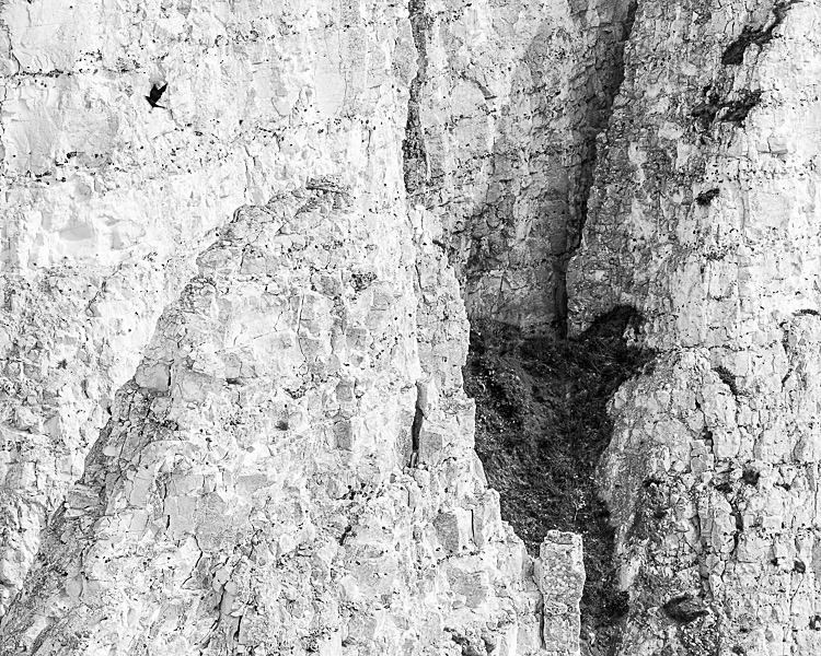 Bird in Flight, Beachy Head - Sussex