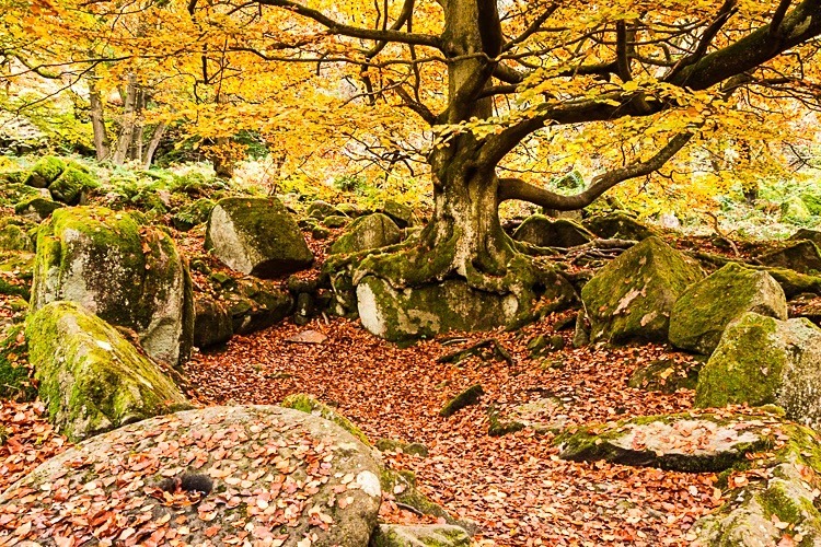 Yarncliffe Wood (1) - Peak District