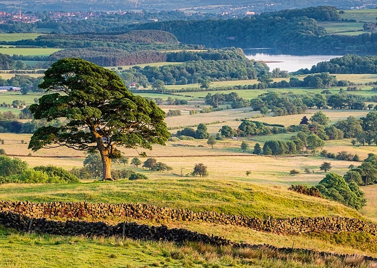 Tree by the Roaches - Peak District