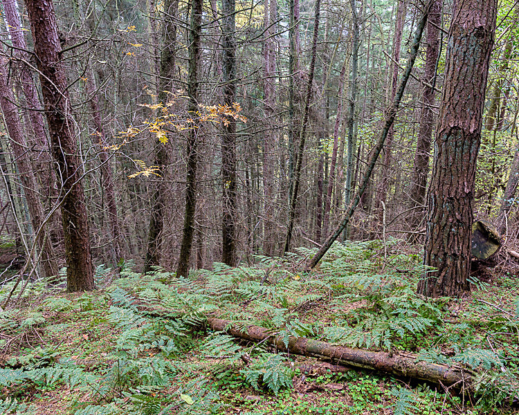 Woods near Goathland - Around Whitby