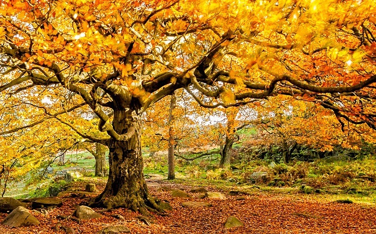 Yarncliffe Wood (2) - Peak District