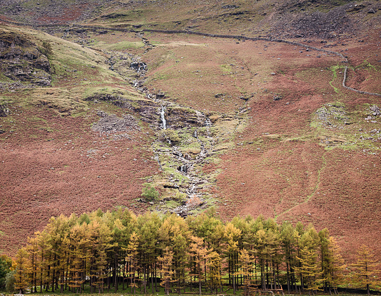 Pine trees, Buttermere - The Lake District