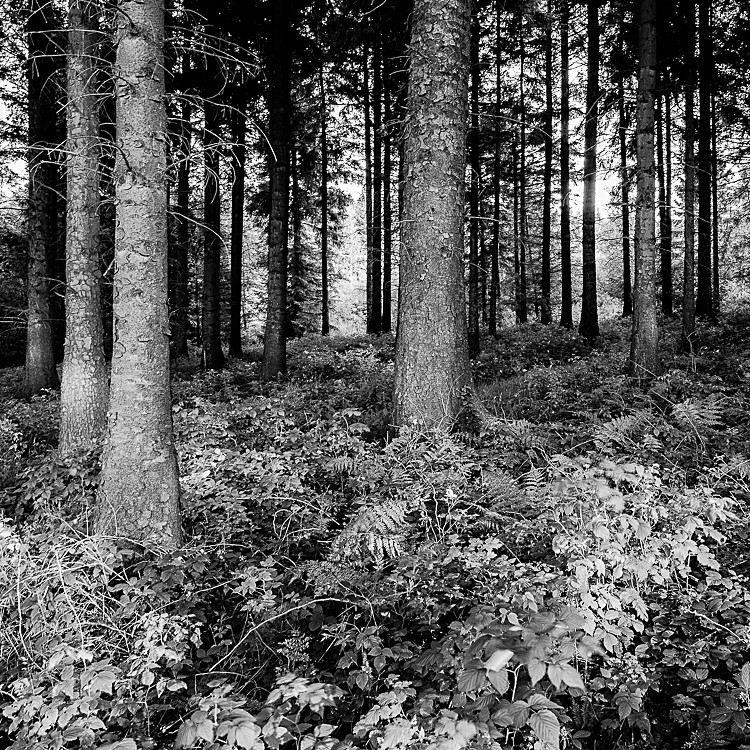 Rays of light in Macclesfield Forest - Around Macclesfield Forest