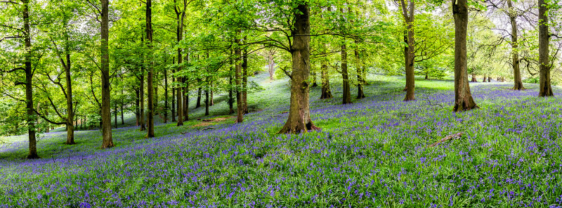 Bluebell Wood, Pott Shrigley, Cheshire (3) - Other Cheshire Locations