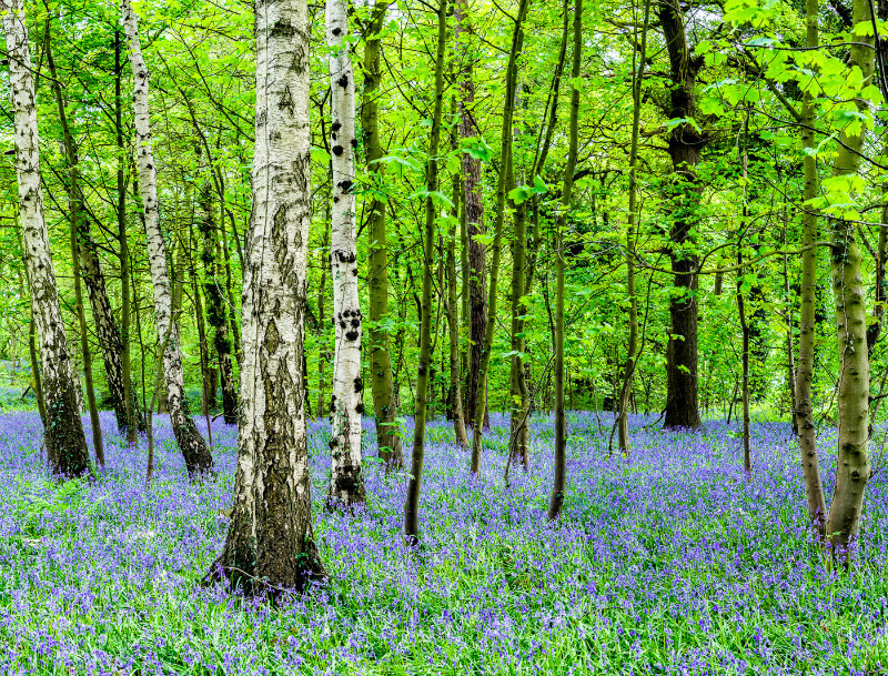 Bluebells near Adlington, Cheshire - Other Cheshire Locations