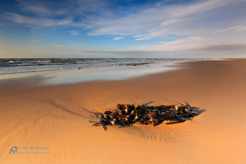 Kelp - Isle of Man Seascapes