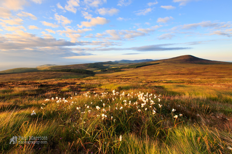 Cotton Buds - Isle of Man Landscapes