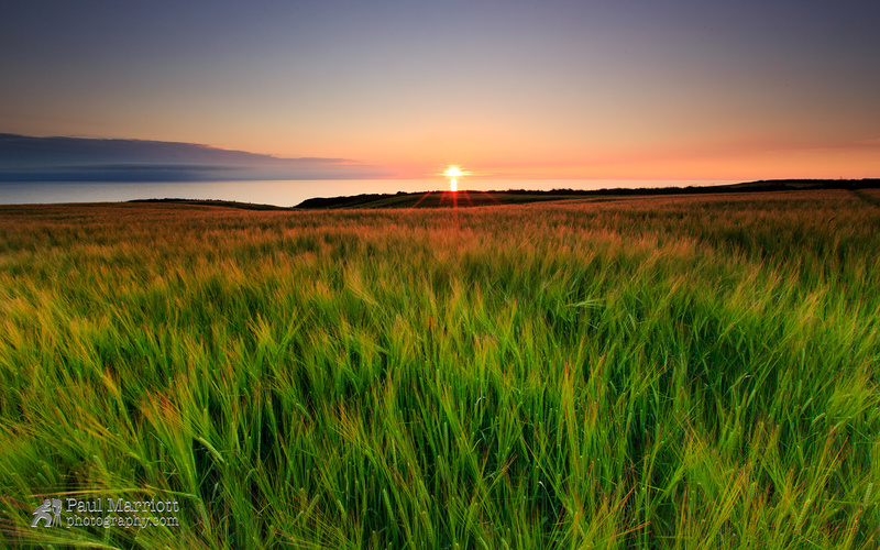Barley Field - Isle of Man Landscapes
