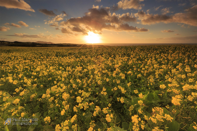 Field of Gold - Isle of Man Landscapes