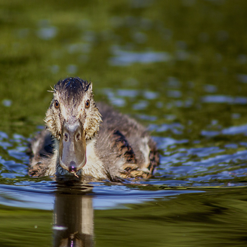 South Hill Park duck - Bracknell Forest Council Photography Competition