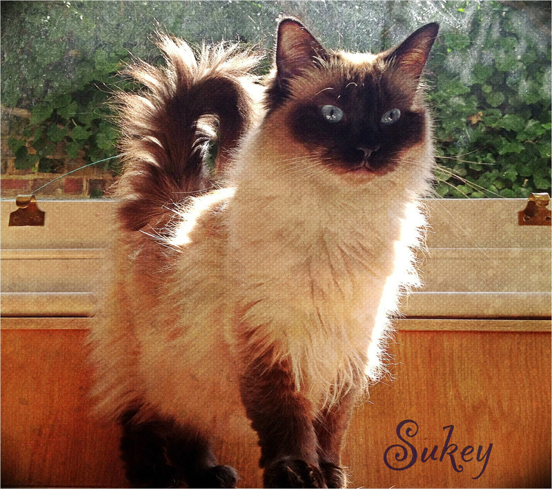 Cat Sitting Experts in Hammersmith