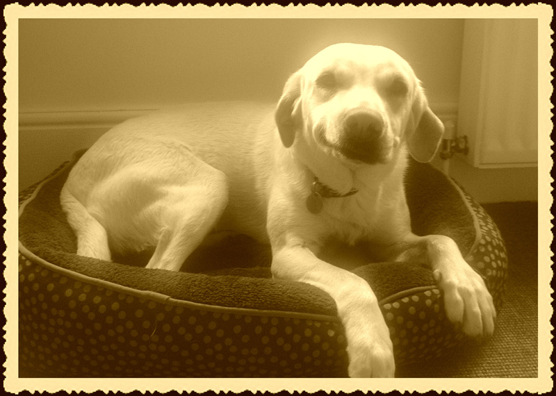 Dog-Sitter-Near-Me - Petography