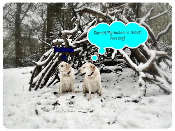 Labradors-Snow-Joke-Richmond-Dog-Walker - Hunter & Riley