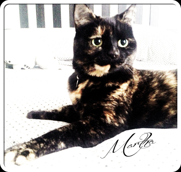 Recommended-cat-sitter-London - Petography