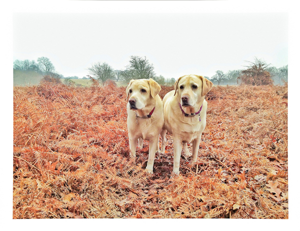 Labradors-Bracken-Dog-Sitter-Hammersmith - Hunter & Riley