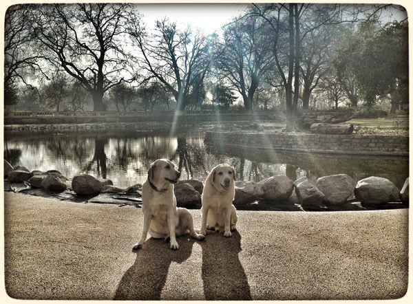 Labradors-Spring-Sunshine-Fulham-Dog-Walking - Hunter & Riley