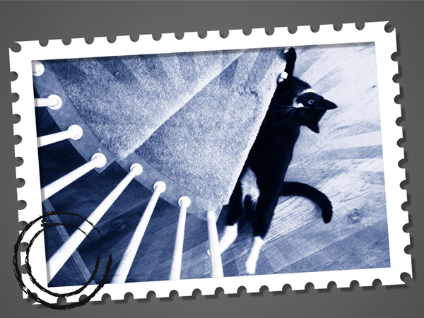 Barons Court Cat Sitter