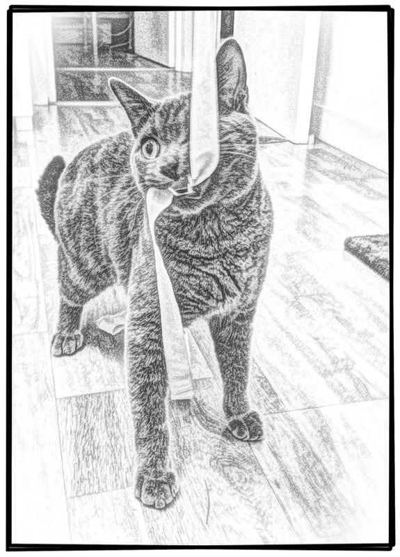 SW6-Cat-Sitter-Fulham - Petography