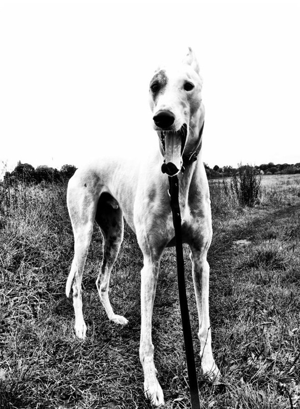 GreyhoundDogSittingChelsea