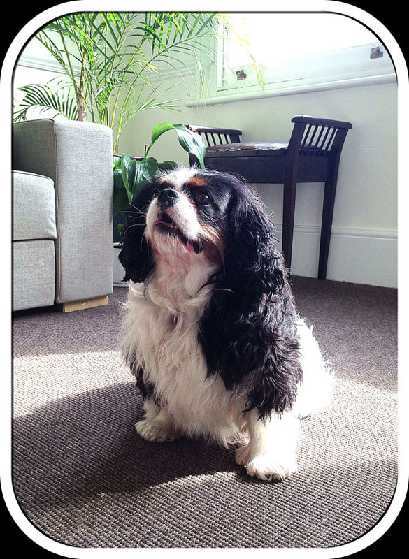 Best-House-Sitter-London - Petography