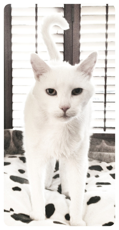 Diabetic cat Sitter in Barnes