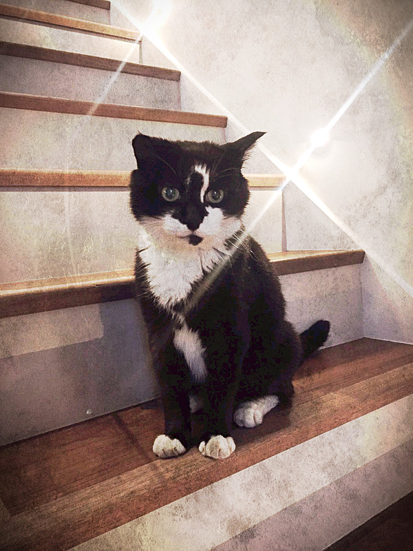 Cat-Sitting-Fulham-SW6 - Petography