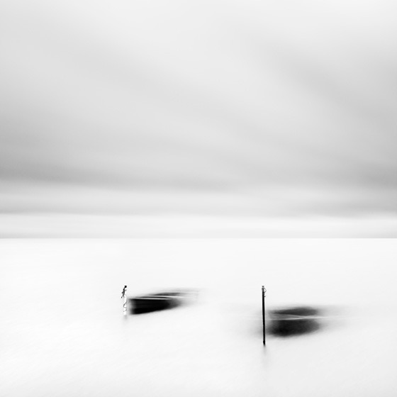 Swans
