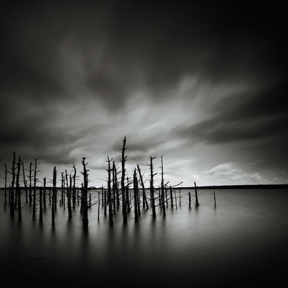 Dead Wood