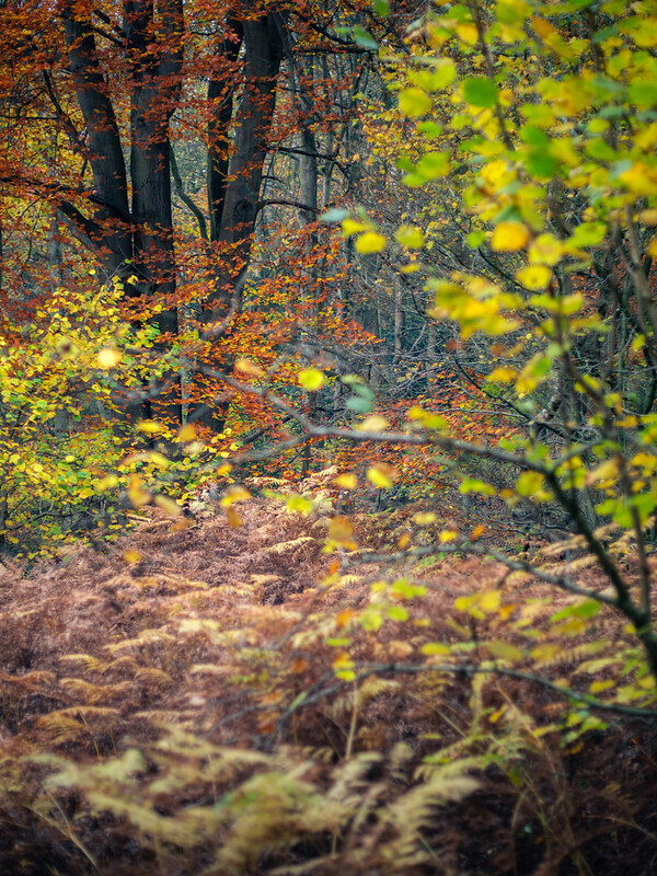 Whitecliffe Wood - Yorkshire Dales