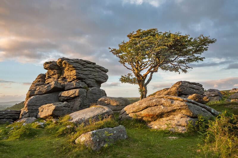 Dartnoor - Lone Tree - Other Beautiful Places