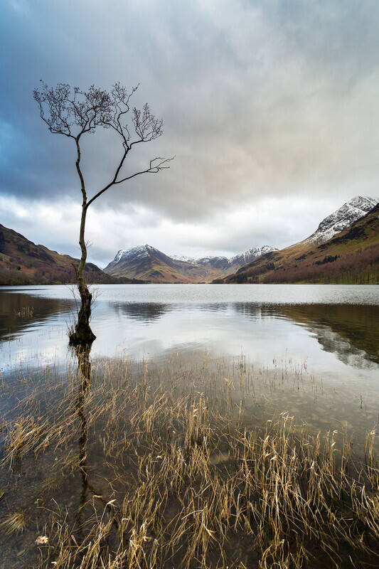 Buttermeres Lonely Tree - Lake District