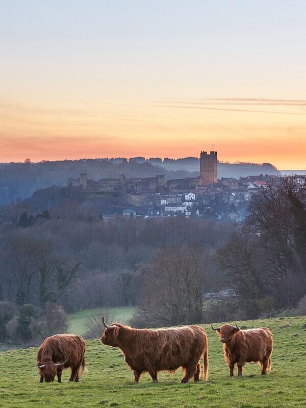 Highland Cattle - Sunset - Richmond