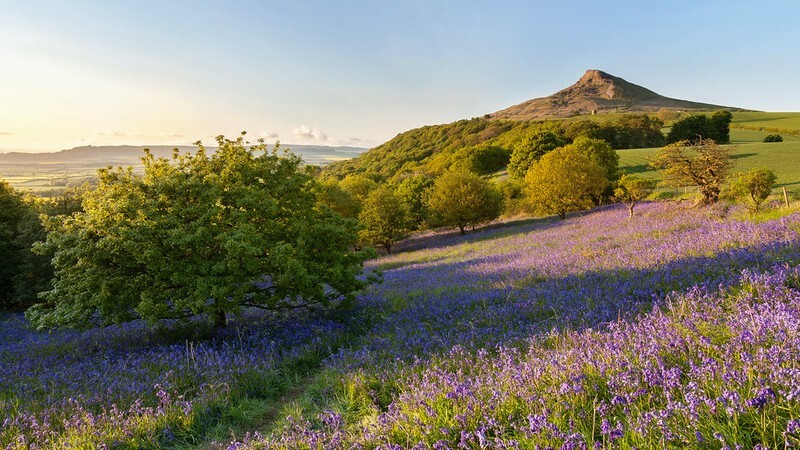 Roseberry Bluebells - North York Moors