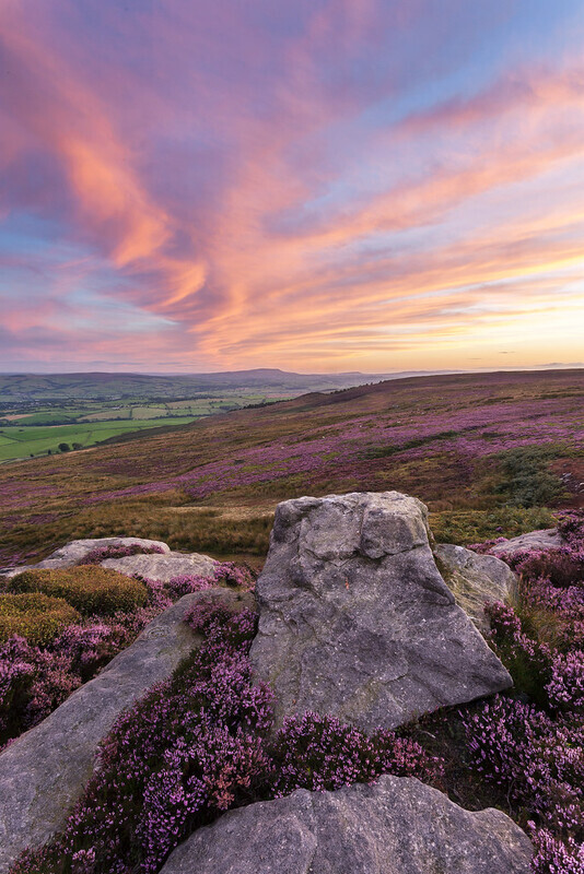 Beamsley Heather - Yorkshire Dales