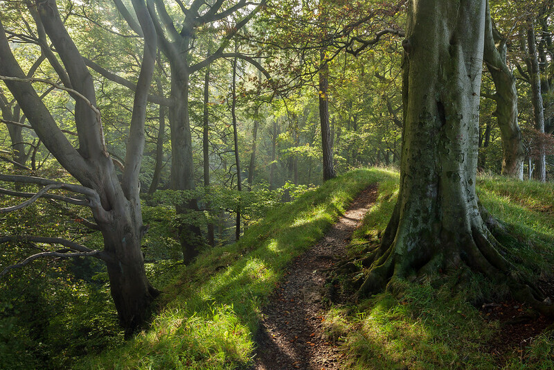 Summer Woods - Yorkshire Dales