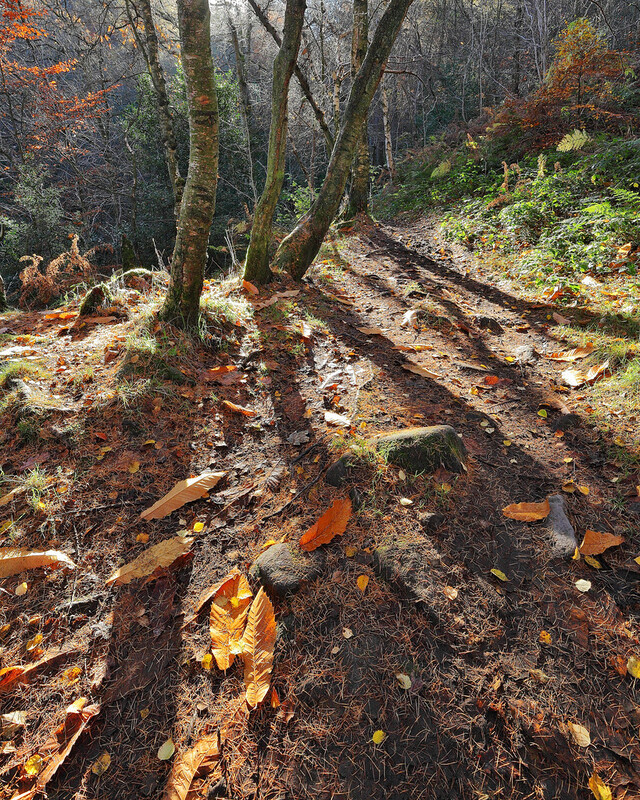 Autumn II - Peak District