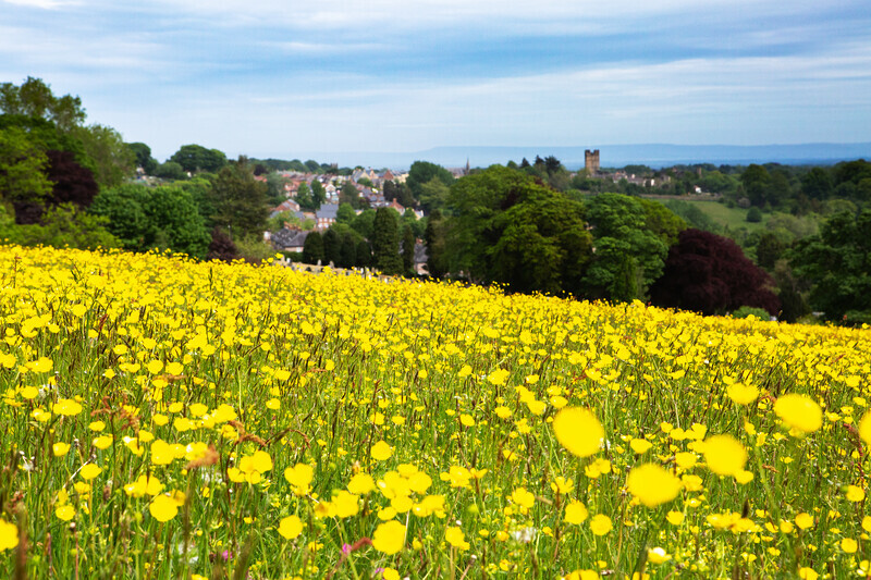 Springtime in Richmond - Richmond